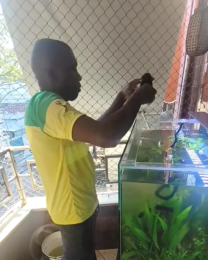 Técnico da equipe fazendo a manutenção de um aquário plantado