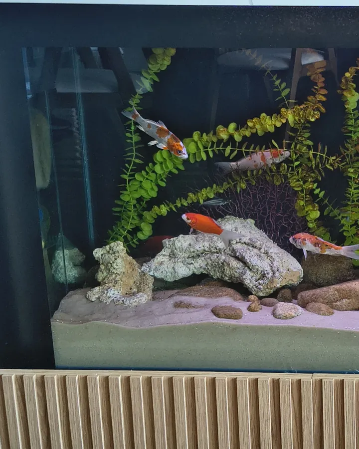 Peixes, plantas e rochas do aquário de perto