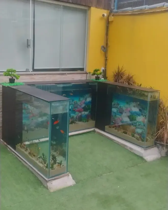 Os aquários em U prontos, com peixes e decoração